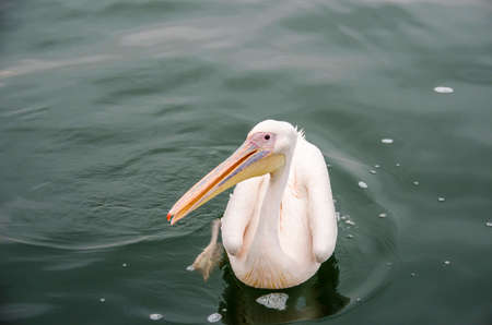 A great white pelican swimming in Walvis Bay, Namibia.の写真素材