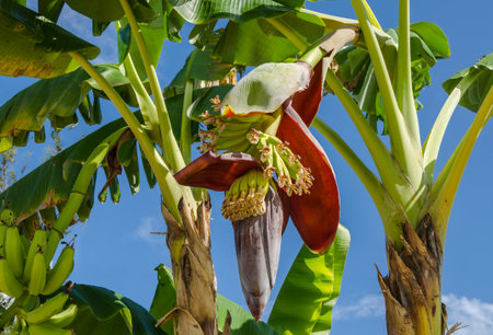 Banana blossom and fruit stalk on Zanzibar, Tanzaniaの写真素材