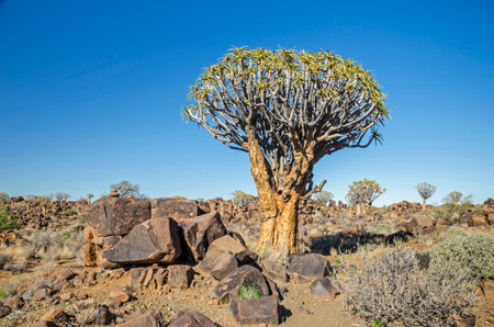 Quiver tree (Aloe dichotoma) in the Quiver Tree Forest, north of Keetmanshoop, in Namibia.の写真素材