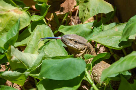 Lizard (presumably Angolan white-throated monitor (Varanus albigularis angolensis)) showing its forked pink and bluish tongue. Damaraland, Namibia.の写真素材