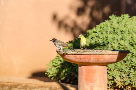 Bulbul (presumably Red-eyed Bulbul) and female weaver in a drinking trough. Damaraland, Namibia.の写真素材