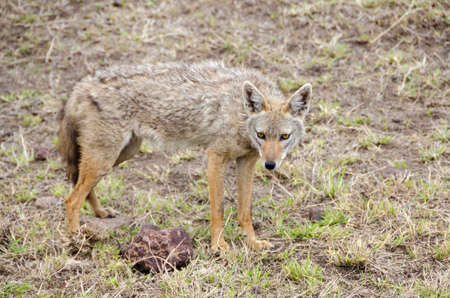 Serengeti jackal (Canis aureus bea) in Serengeti, Tanzaniaの写真素材