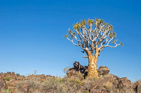 Quiver tree (Aloe dichotoma) in the Quiver Tree Forest, north of Keetmanshoop, in Namibia.の写真素材