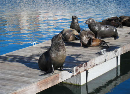 Wild african seals in Capetown at Victoria and Alfred Waterfrontの写真素材