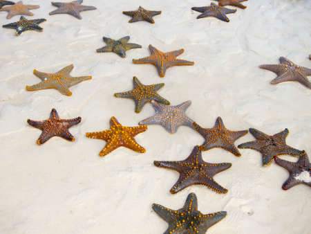Sea stars on the beach of Zanzibar, Indian oceanの写真素材