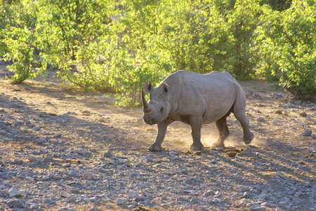 Rhino walking at dawn in Etosha, Namibiaの写真素材