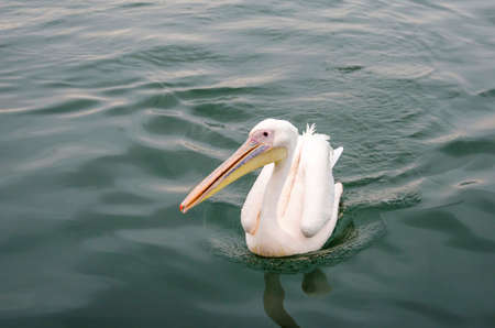 A great white pelican swimming in Walvis Bay, Namibia.の写真素材