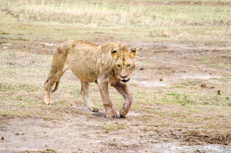 Young male lion walking in Ngorongoro, Tanzaniaの写真素材