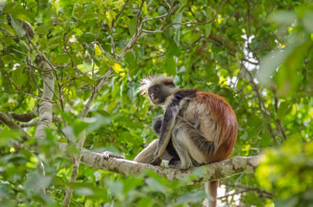 Zanzibar Red colobuses or Kirk's red colobus, Old World monkeys, the most threatened taxonomic group of primates in Africa, - mother with her child - on a tree in Jozani Forest on Zanzibarの写真素材