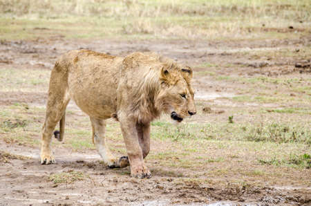 Young male lion walking in Ngorongoro, Tanzaniaの写真素材