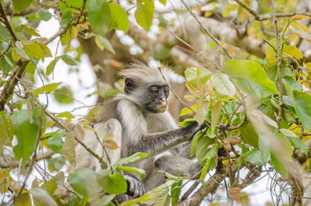 Zanzibar Red colobuses or Kirk's red colobus, Old World monkeys, the most threatened taxonomic group of primates in Africa, on a tree in Jozani Forest on Zanzibarの写真素材