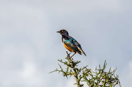 Superb Starling (Lamprotornis superbus) in Serengeti National Park, Tanzaniaの写真素材