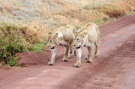 Two female lions with bloody mouth walking together synchronously in Ngorongoro, Tanzaniaの写真素材