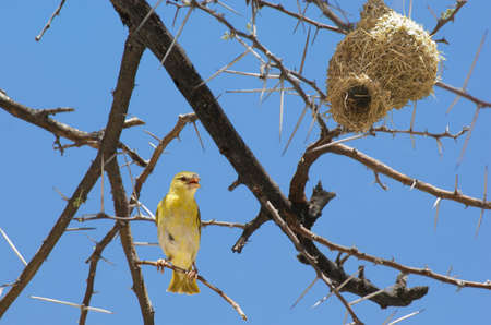 Weaver bird sitting on a branch of acacia near its nest