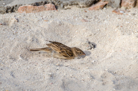 Weaver taking a sand bath, Zanzibarの写真素材