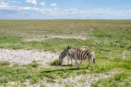 Two plains zebras (Equus quagga) grazing with springboks in Etosha national parkの写真素材