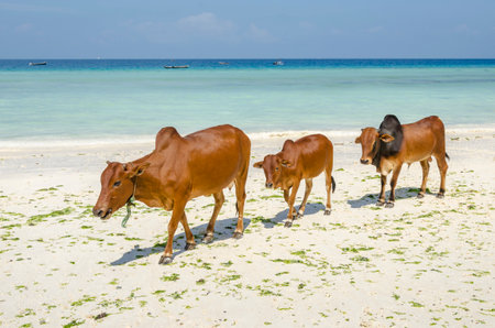 Family of Zebu cattle walking along the beach of Zanzibar. Cow and bull with a calf.の写真素材