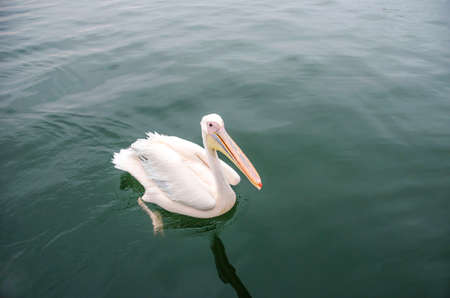 A great white pelican swimming in Walvis Bay, Namibia.の写真素材