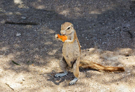 Gopher eating stolen tomato in Namibiaの写真素材