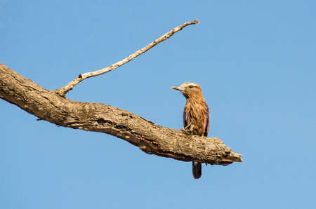 The purple roller (Coracias naevius), also called the rufous-crowned roller sitting on a branch of a tree in Etosha National Park, Namibia.の写真素材
