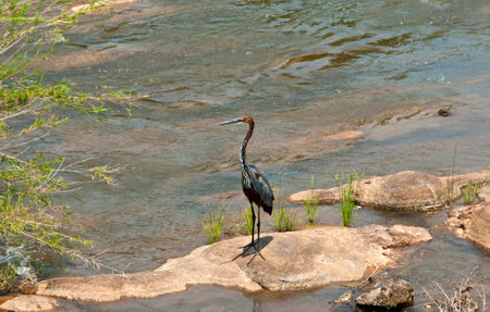Goliath Heron (Ardea goliath) in Kruger national park, South Africaの写真素材