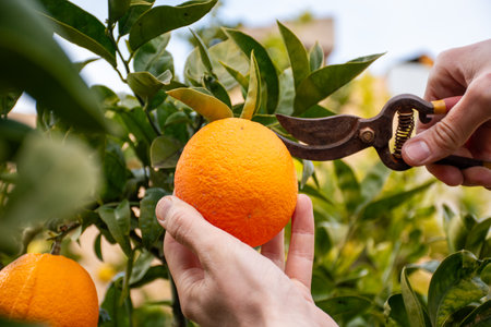 Man hands picking oranges using a pruning shears. Gardening. Rural life.の写真素材