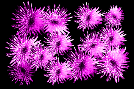 Floral pattern luminous blossom flowers asters, chrysanthemums in pink color, trend of the year 2018 (Sparkling Grape 19-3336) on a black  background. Artistic photo collage for floral print.の写真素材