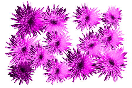 Floral pattern luminous blossom flowers asters, chrysanthemums in pink color, trend of the year 2018 (Sparkling Grape 19-3336) on a white  background. Artistic photo collage for floral print.の写真素材