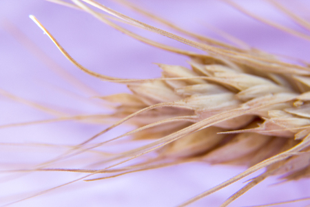 Spikelet, stalk of wheat on a pink-lilac background, macro photograph, abstract background.の写真素材