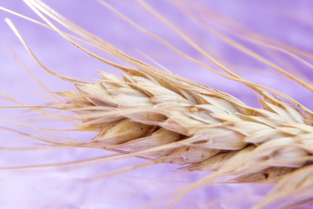 Ripe spikelet of wheat on a pink  background, closeup, abstract background.の写真素材