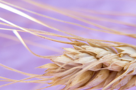 Wheat ears, ripe spikelet isolated on pink background, closeup, abstract background.の写真素材