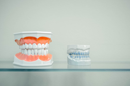Plastic human teeth models and dental model of teeth (casts of the jaw) on a glass shelf, light colorsの写真素材