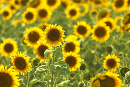 Yellow sunflowers growing on field in summer, selective focus.の写真素材