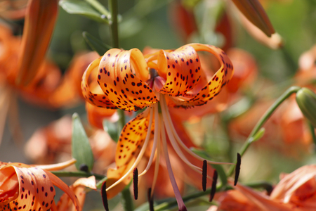 Flowers of orange tiger lilies (Lilium) in garden on blurred background.の写真素材