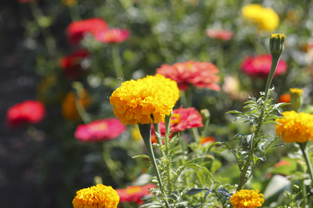 Red, orange and yellow heads of flowers of marigolds in garden on blurred background.の写真素材