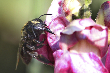 Hard-working bee extracts pollen for honey with bright pink gladiolus / orchid flower in garden on gentle blurred background.の写真素材