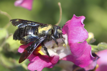 Hard-working bee feeding on bright pink gladiolus / orchid flower in garden on gentle blurred background.の写真素材