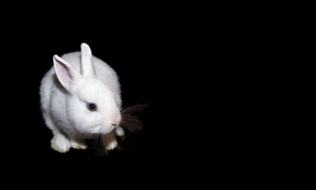 Little white rabbit/ bunny on a black background, front view, free space, space for textの写真素材