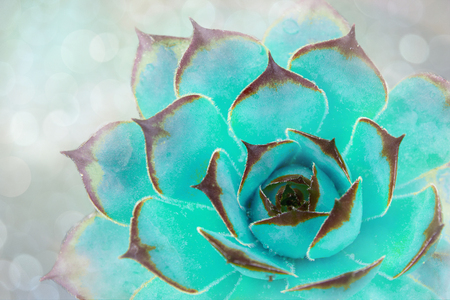 Bright green-blue cactus succulent on soft bluer focus background. Beautiful natural cactus, top viewの写真素材