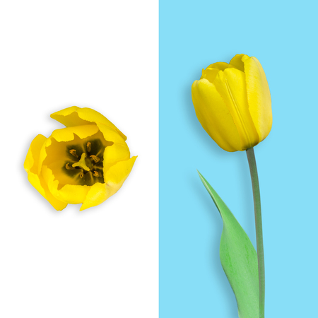 Yellow tulip flower head isolated on white and light blue background. Flat lay, top and side viewの写真素材