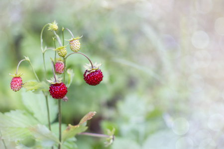Wild strawberry (fragaria vesca) in bright summer garden, selective focus. Rich Woodland Alpine Strawberry on gentle light blurred background.の写真素材