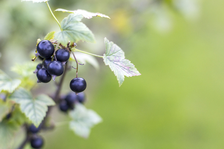 Rich black currant berries on branch in garden, selective focus. Black fruits on green  light blurred background.の写真素材