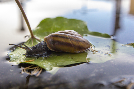 Beautiful huge snail crawls along green leaf fallen from tree in puddle, reflected in water, summer, autumn rain.の写真素材