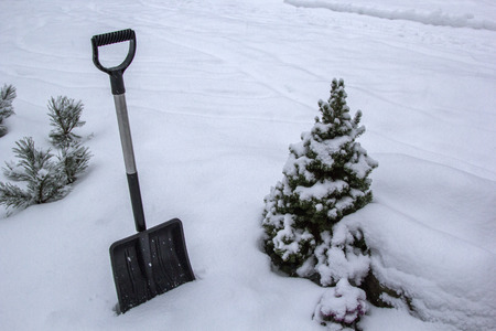 Black shovel on white snow to remove snow in winter garden / forest with decorative fir tree, pine trees.の写真素材