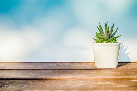 Haworthia attenuata, succulent in white flowerpot on wooden table, on white background in sunlight, with copy spaceの写真素材