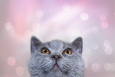 Young British Blue kitten with yellow-orange eyes looking up, British shorthair breed cat on light...