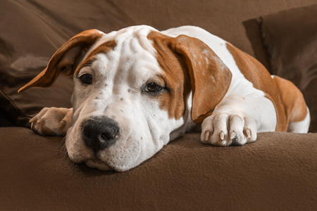 Looking for a dog Pretty puppy american staffordshire terrierの写真素材