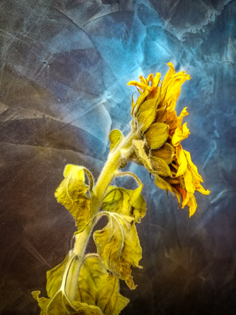 Vintage abstract card with sunflower flower dark background for celebration design, decorative garden, wallpaper.の写真素材