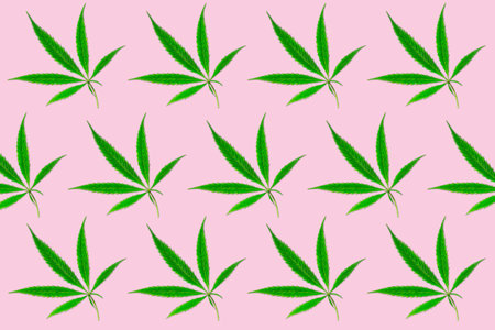 Green branch cannabis with five fingers leaves, marijuana on light pink background, legalization medical hemp. Seamless patternの写真素材