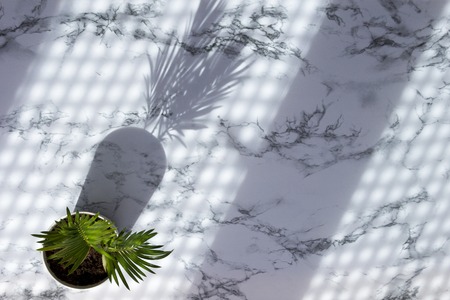 Marble table background with palm leaves shadow, modern concept of natural organic trend.